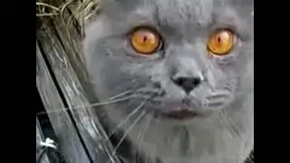 Приколы с котами смешно до слез