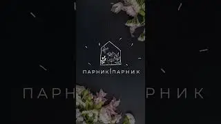 logo reveal