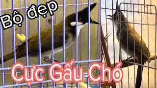 Rất Gấu Chó Đấu Cầu Mỏ Săn Chim Rất Ghê Gớm Rất Đáng Gột 21/10/24 | Khải Chim Hoà Bình