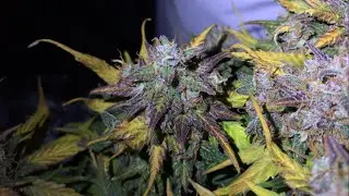 Almost Harvest Time! Lambs Breath