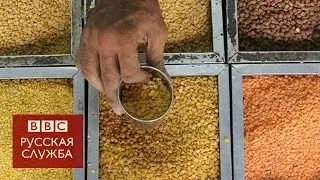 Секрет долголетия? Чечевица (и воздержание от секса)