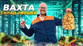 РАБОТА ВАХТОЙ НА ОВОЩАХ. Сортировка Картошки, Ремонт Паллет