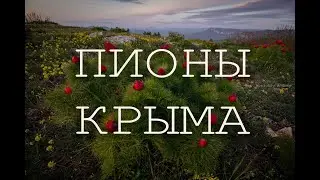 Пионы Крыма