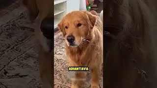 This dog was sad! Then, his owner had a great idea... 🥰