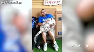 приколы с котами! Кошки и коты такие смешные!
