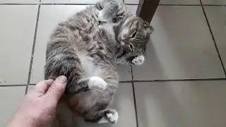 Муся, проснись! Иди ловить мышей.