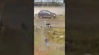 Стая бродячих собак на Павлова, 61, Алапаевск