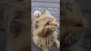 Всеее, вкусняшки кончились
