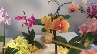 ОРХИДЕЯ 