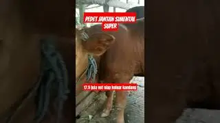 pedet jantan super 