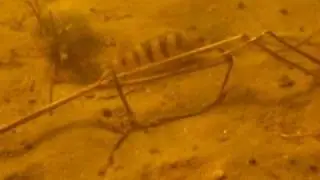 Нерестилище окуня.avi