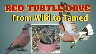 Red Turtle Dove or Red Collared Dove from Wild to Tamed
