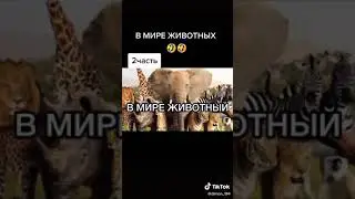 Джавид озвучка в мире озвучки
