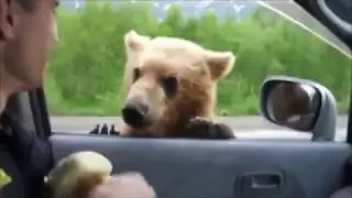 Russian bear hitchhiking