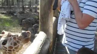 Blake getting licked by a Giraffe