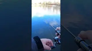 ДИКИЕ ПОКЛЕВКИ ФОРЕЛИ🤯. #fishing #fish #fishingvideo #shimano #trout #troutfishing #area #форель
