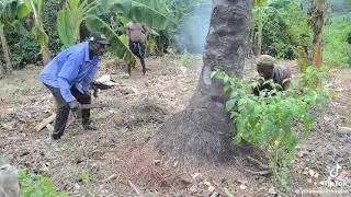 Giant Cane Rat Hunt 🐀