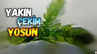 Yakın Çekim Yosun (Java moss)  