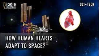 How human hearts adapt to space?
