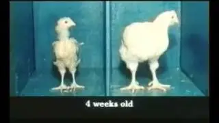 RSPCA - Comparison (2001, UK)