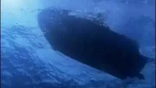 Whale Life Documentary