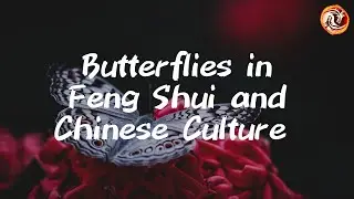 Unlocking the Mystical Power of Butterflies in Feng Shui and Chinese Culture