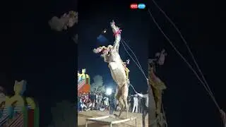 chunni chunni me 🥰 Camel dance 