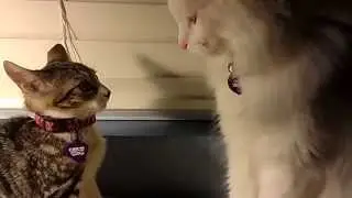 Are Cats Playing or Fighting? 新舊貓相處 (新舊貓打架)