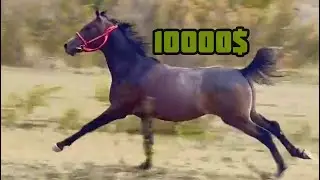 The stallion costs 10000$