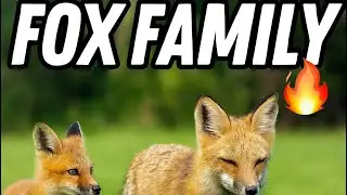 Red Fox Babies at Robert Moses