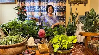 Ten Cuidado si RIEGAS Plantas de Interior 😧