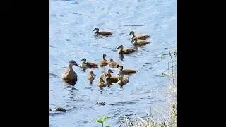 Mother duck lands 13 cute ducklings 🦆🐤