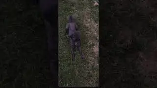 Remember its ok to start somewhere!I’ll redo this video later #dogtraining #dogs #pets #poodle #fyp