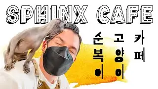 Korean Animal Café (Sphinx Edition)