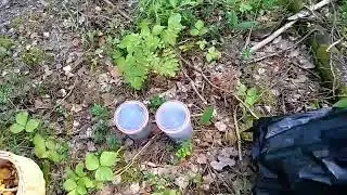 По грибы да ягоды