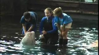 Kid Guides in Spanish with Beluga Whale at Shedd Aquarium