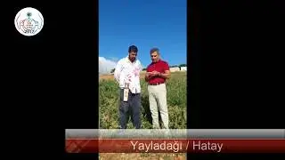 Hatay Kurban Kesimleri - 2017