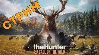 thehunter: call of the wild. Стрим №6