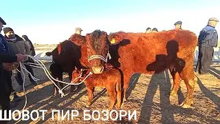 Шовот пир мол бозори Она бола сигирлар нархи 22 Март 2023