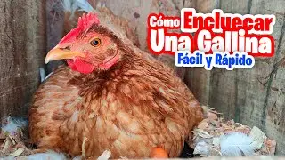 Cómo Encluecar Cualquier Gallina Super FACIL