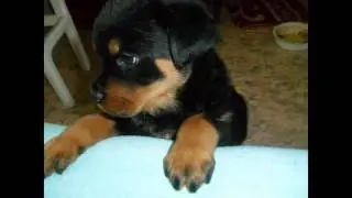Я точно уйду,и я зболела
