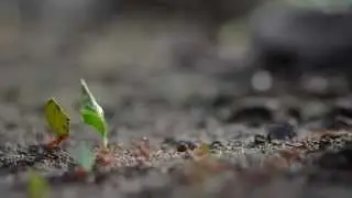 Leaf Cutter Ants in Costa Rica