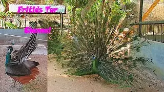 Beautiful birds : Green peafowl, peacocks sounds, call