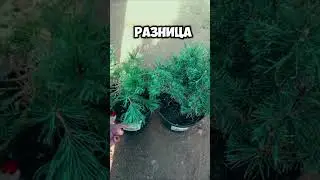 ЧТО ВЫБРАТЬ? Первое или Второе #garden #цветы #сад #огород #дача #plants #розы #растения