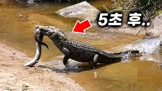 겁도없이 전기뱀장어를 노리던 악어의 끔찍한 최후