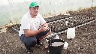 №2 Первая подкормка огурца в кассетах. Борьба с вредителями