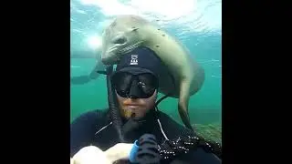 Hugged in a brotherly way | funny animals | #petvideos  #funnyanimalvideos
