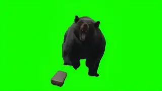 Cocaine Bear | Green Screen