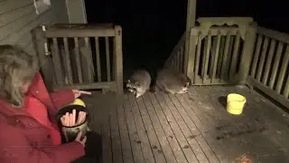 Thursday Night Raccoons Slow Coming