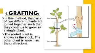 Explanation of Asexual Reproduction in plants and its type.